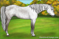 Horse Color:Gray Bay Roan 