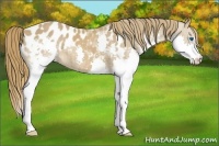 Horse Color:Chestnut Splash Appaloosa 