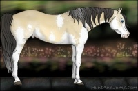 Horse Color:Buckskin Dun Splash