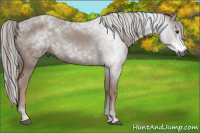 Horse Color:Gray Chestnut 