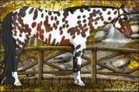 Horse Color:Brown Near Leopard 