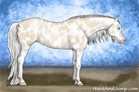 Horse Color:Silver Buckskin Pearl Dun Appaloosa Brindle 