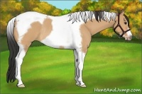 Horse Color:Bay Dun Tobiano Frame Rabicano
