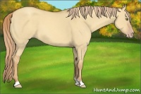 Horse Color:Gold Champagne Dun 