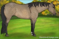 Horse Color:Buckskin Dun 