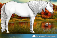 Horse Color:White Spotted Perlino Appaloosa 