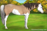 Horse Color:Amber Champagne Splash 