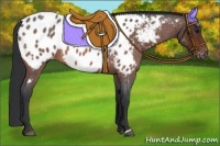 Horse Color:Bay Roan Appaloosa 