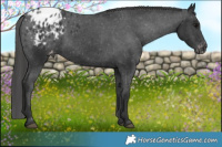 Horse Color:Black Varnish 