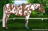 Horse Color:Silver Bay Sabino Near Leopard 