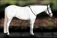 Horse Color:White Spotted Buckskin Pearl Appaloosa 