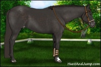 Horse Color:Liver Chestnut Appaloosa
