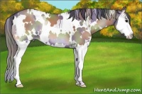 Horse Color:Nacre White Spotted Grullo Onyx Splash