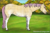 Horse Color:Painted Plaid  White Spotted Palomino Dun 