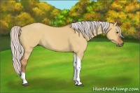 Horse Color:Silver Bay Dun Tobiano Rabicano 