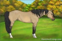 Horse Color:Bay Dun