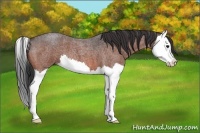 Horse Color:Bay Roan Splash 
