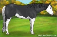 Horse Color:Black Splash