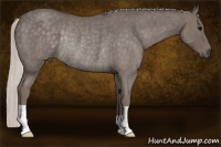 Horse Color:Silver Blue Roan Rabicano 