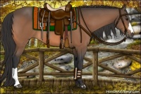 Horse Color:Buckskin 