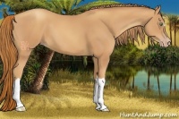 Horse Color:Gold Champagne 
