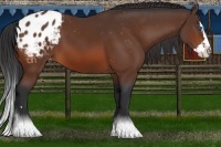 Horse Color:Bay Sabino Splash Varnish 