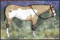 Horse Color:Bay Dun Frame 