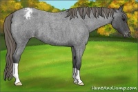 Horse Color:Smoky Blue Roan Appaloosa