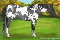 Horse Color:White Spotted Blue Roan 