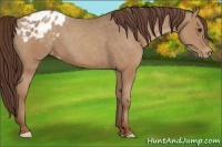 Horse Color:Classic Champagne Appaloosa 
