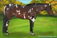 Horse Color:White Spotted Brown 