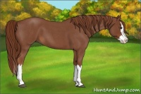 Horse Color:Red Roan Splash 