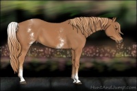 Horse Color:White Spotted Chestnut