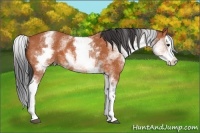 Horse Color:White Spotted Bay Splash