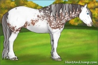 Horse Color:Bay Splash Appaloosa