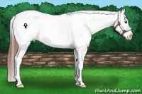 Horse Color:Chestnut Snowcap 