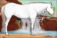 Horse Color:Red Roan Appaloosa 