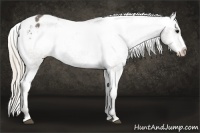 Horse Color:Silver Black Appaloosa 