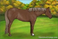 Horse Color:Chestnut Rabicano 