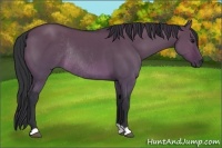 Horse Color:Brown Dun Rabicano 