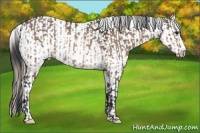 Horse Color:Bay Dun Rabicano and Liver Red Dun Appaloosa Rabicano