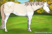 Horse Color:Amber Cream Champagne Dun Splash Appaloosa 