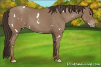 Horse Color:White Spotted Classic Champagne 