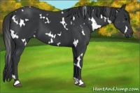Horse Color:White Spotted Black 