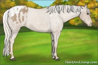 Horse Color:White Spotted Palomino Roan Varnish