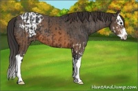 Horse Color:Brown Splash  and Brown Splash Varnish 