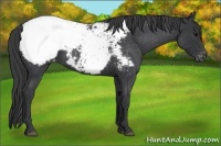 Horse Color:Blue Roan Snowcap 