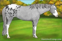 Horse Color:Blue Roan Splash Appaloosa
