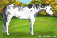 Horse Color:Blue Roan Splash Frame Varnish Rabicano