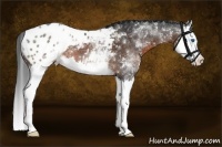 Horse Color:White Spotted Brown Splash Appaloosa 